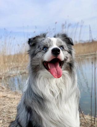 边境牧羊犬如何训练趴下-图1
