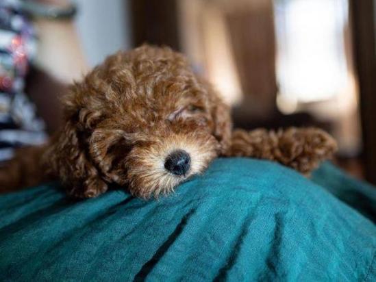 贵宾犬训练趴下方法-图1