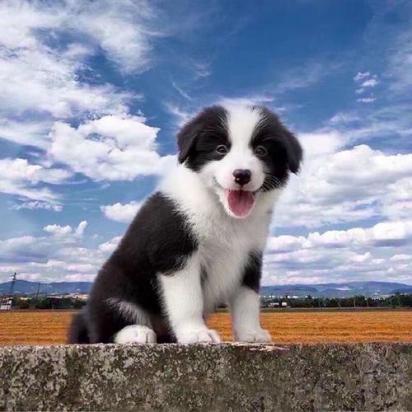 边境牧羊犬怎么训练作揖-图1
