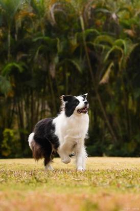 如何训练边境牧羊犬握手-图1