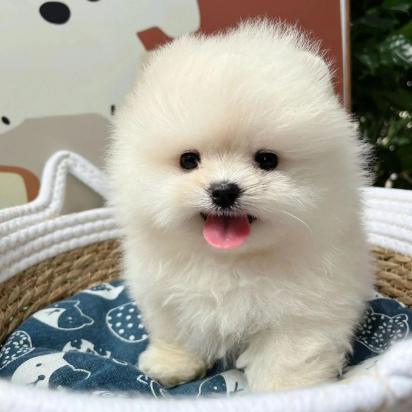 萨摩耶幼犬一直叫怎么办-图1