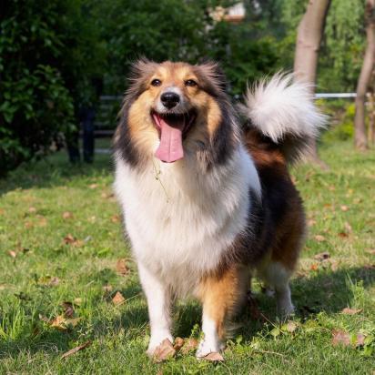 边境牧羊犬训练捡球步骤有哪些-图1