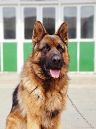 德国牧羊犬训练握手教程-图1