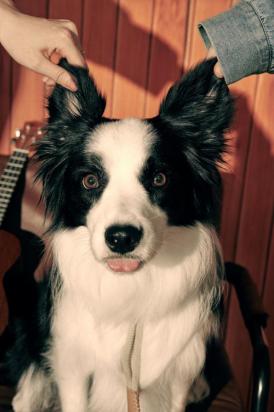 边境牧羊犬怎么训练大小便-图1