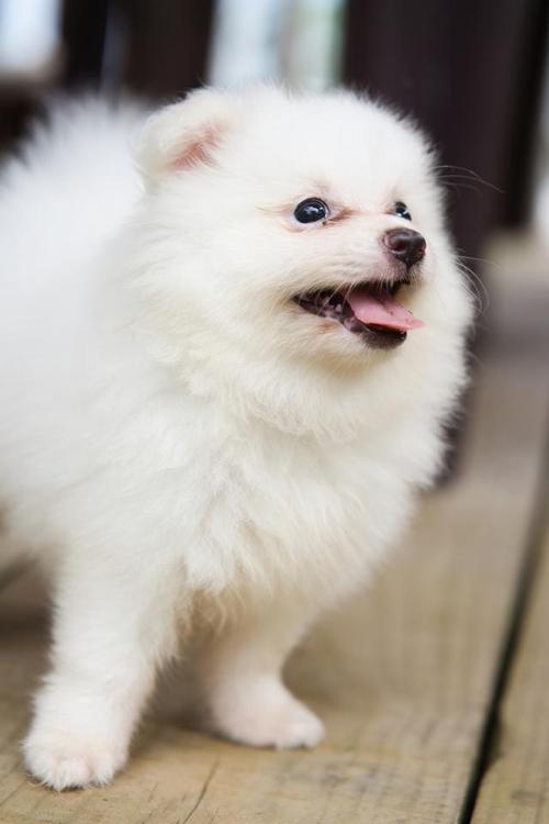 博美犬毛不亮什么原因-图1