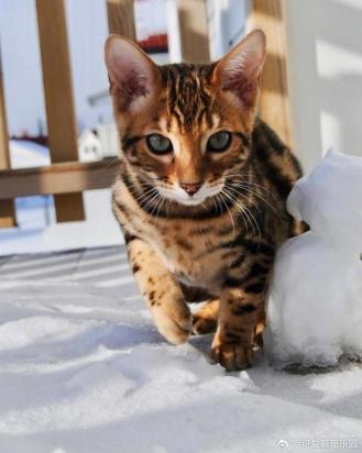猫呼吸急促腹部起伏快-图1