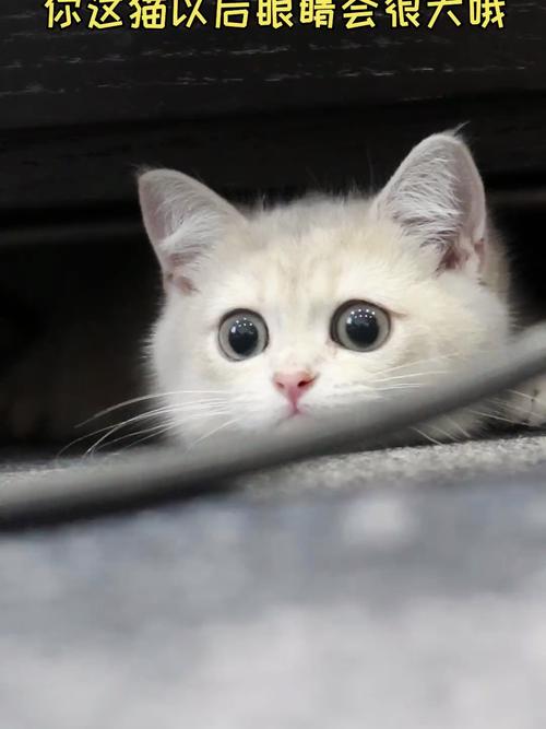 狂犬病毒在猫爪子上能活多久-图1