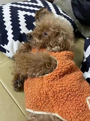 牧羊犬训练放羊方法有哪些-图1