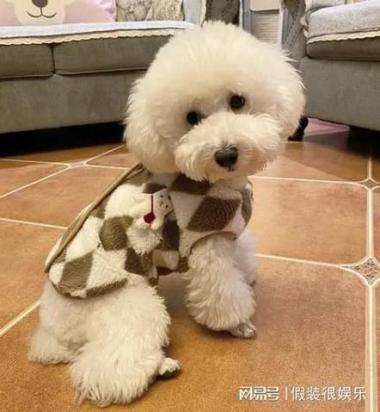 泰迪毛发变白怎么补救-图1