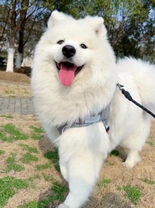 金毛犬怎么训练站立-图1