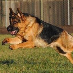 比熊犬怎么训练大小便-图1