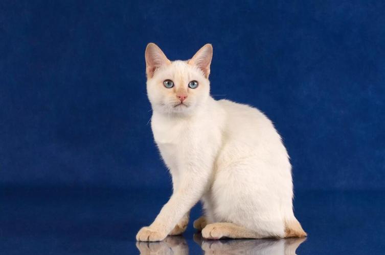 4个月的日本短尾猫好养活吗