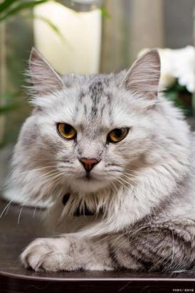 4个月的挪威森林猫好养活吗-图1