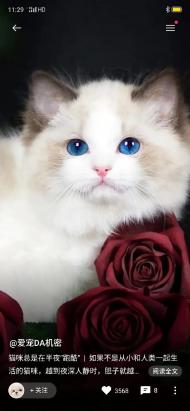 4个月的奶牛猫好养活吗-图1