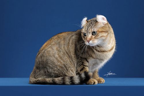 4个月的美国卷耳猫好养活吗-图1