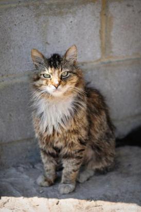 4个月的缅因猫好养活吗-图1