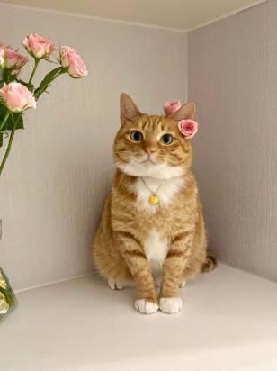4个月的异国短毛猫好养活吗-图1