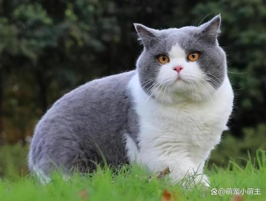 两个月的猫可以洗澡吗-图1