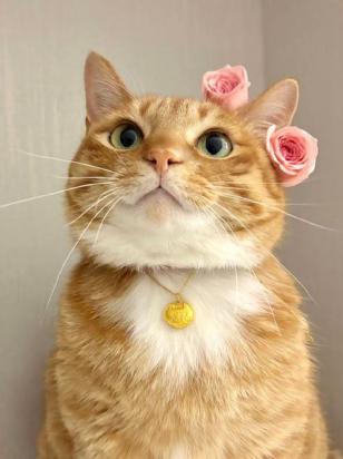 老虎和猫的区别