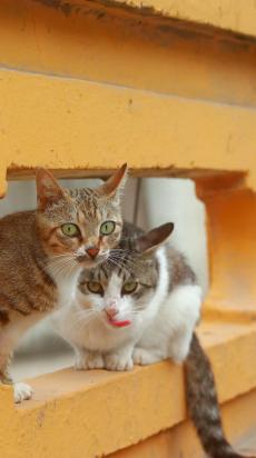 猫呼吸的时候咕噜咕噜-图1