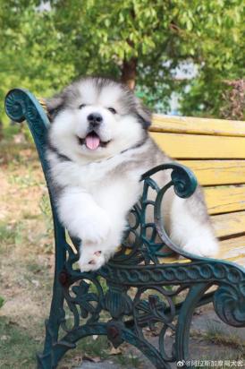 4个月的柯基犬好养活吗-图1