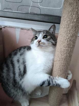 了解猫咪的基础知识-图1