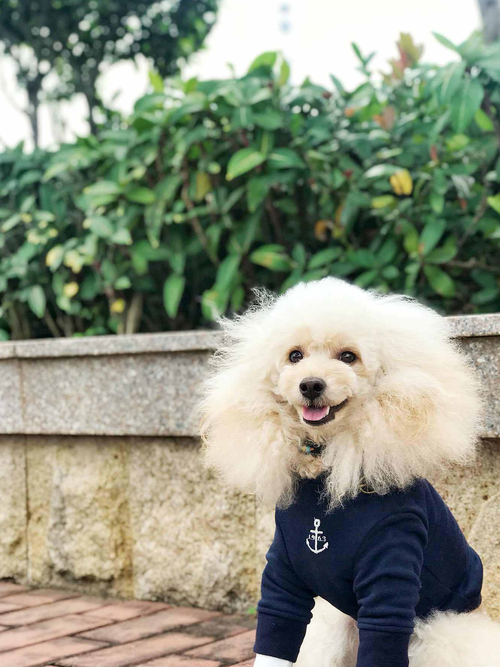贵宾犬训练上厕所方法是什么-图1