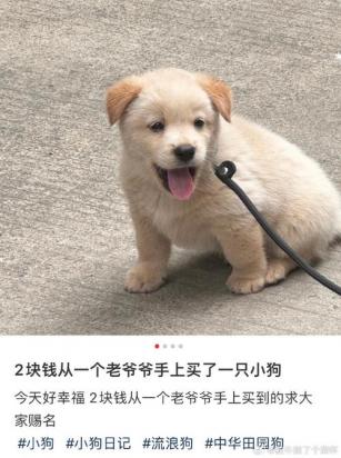 怎么训练小狗不乱尿-图1