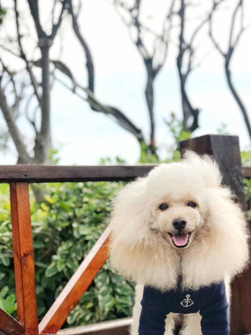 300元贵宾犬购买风险-1