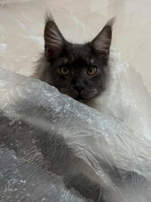 两个月的猫咪可以洗澡不