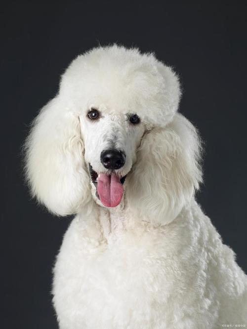 贵宾犬训练接飞盘教程-图1