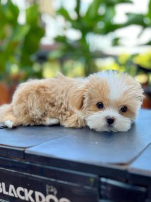 萨摩耶幼犬怎么训练大小便-图1