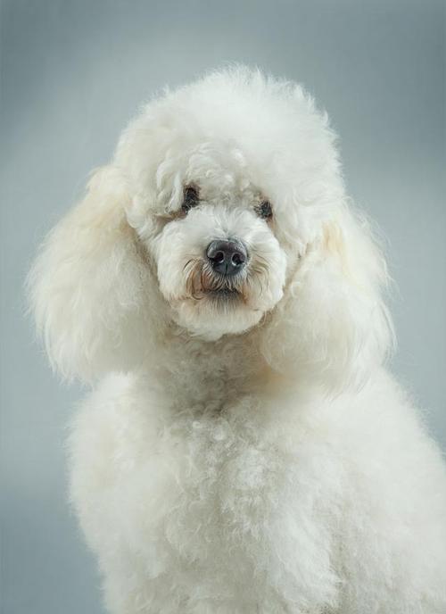 贵宾犬训练站立行走方法是什么-图1