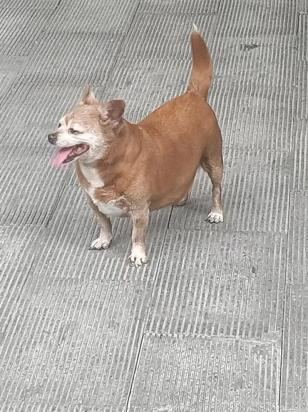 拉布拉多犬的喂养方法是什么-图1