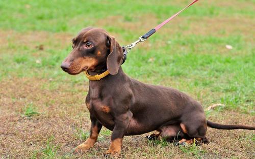 腊肠犬怎样训练大小便-图1
