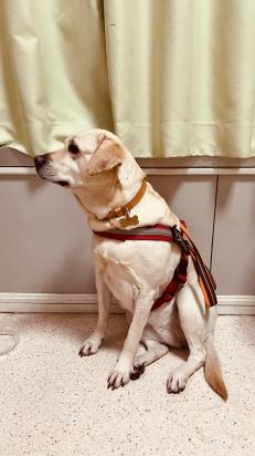 银狐犬怎么训练帮主人拿东西-图1
