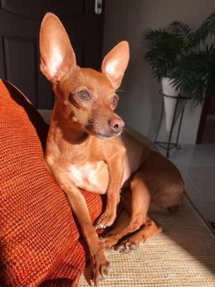 小鹿犬怎么训练大小便