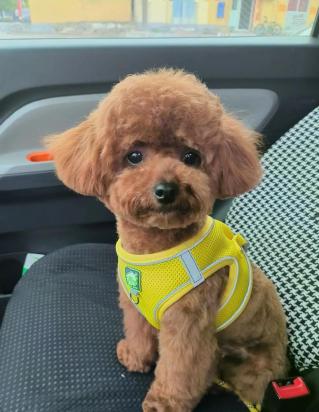 泰迪犬怎么训练站着走-图1
