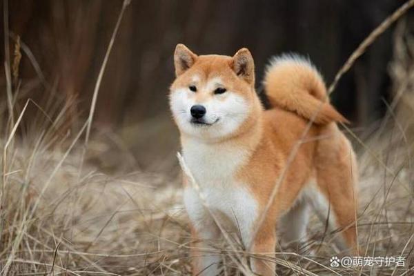 狗狗多大成年-图1