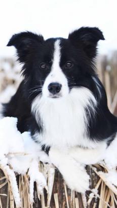 边境牧羊犬如何训练站立-图1