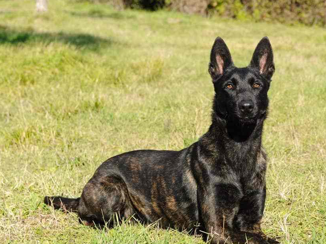 马犬怎么训练叫-图1