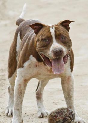 惠比特犬怎么训练速度-图1