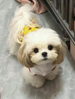 幼犬细小症状-图1