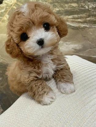 幼犬没洗澡有味道怎么处理-图1
