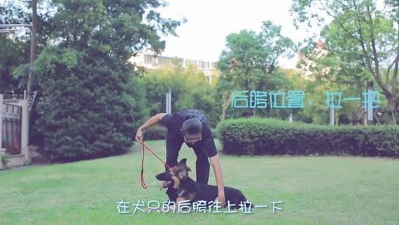 拉布拉多怎么训练握手-图1