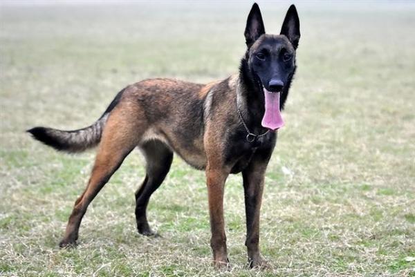 5个月的马犬好养活吗-图1