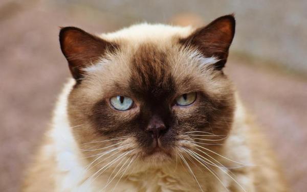 4个月的喜马拉雅猫好养活吗-图1