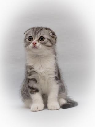 4个月的苏格兰折耳猫好养活吗-图1