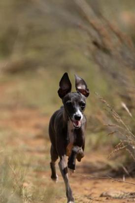 4个月的小鹿犬好养活吗-图1