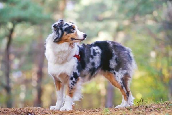 犬瘟能治好吗-图1